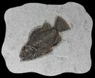 Cockerellites (Priscacara) Fossil Fish - Hanger Installed #39081-1